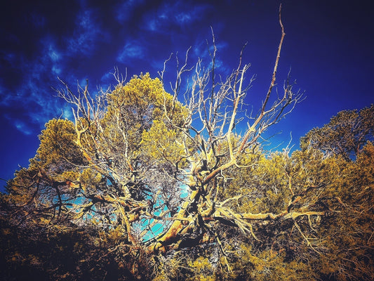 Tree Medicine - The Piñon + Juniper Forest