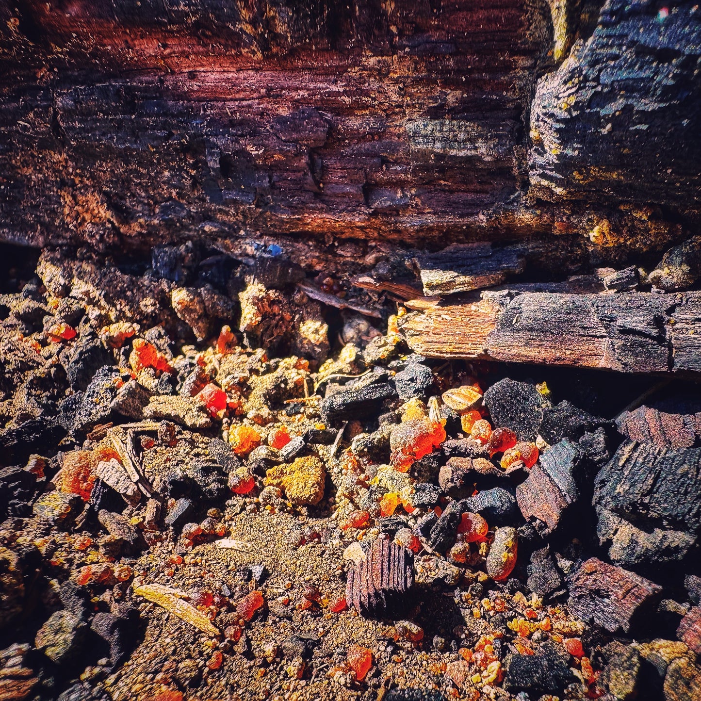 Lightning Struck Ponderosa