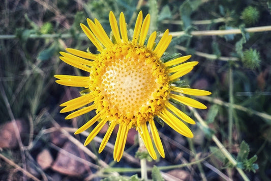 Grindelia Gumweed